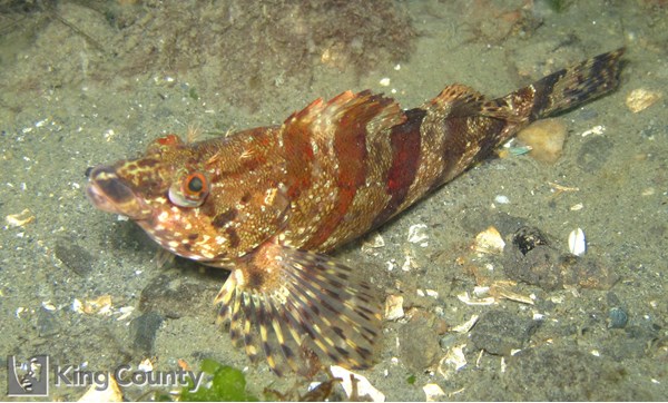 Photo of Oxylebius pictus